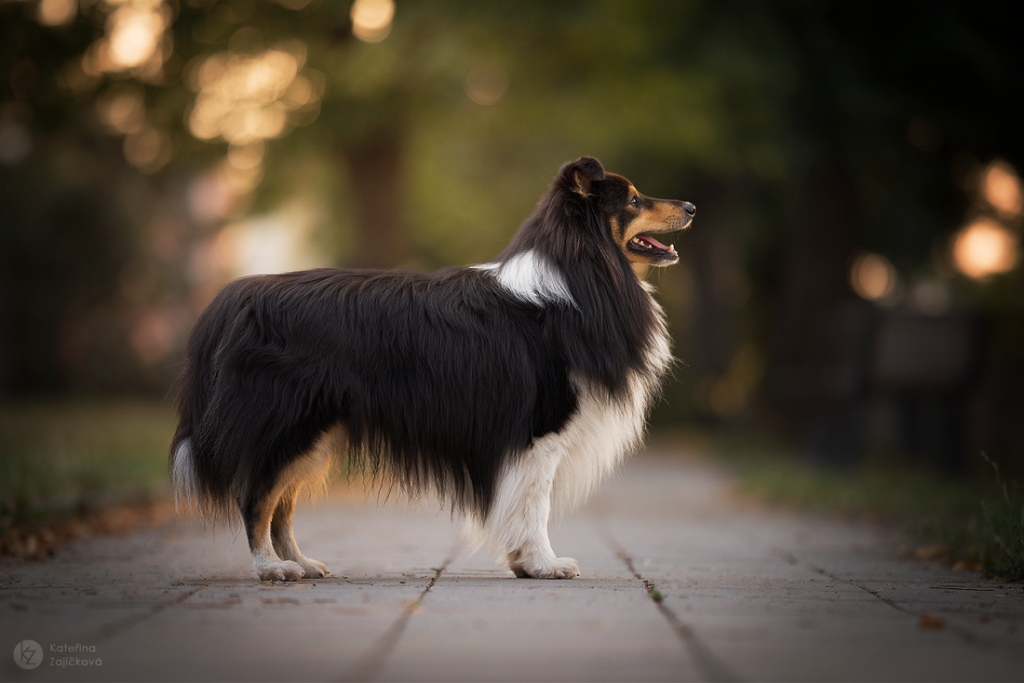 Archibald z Diouškova ráje