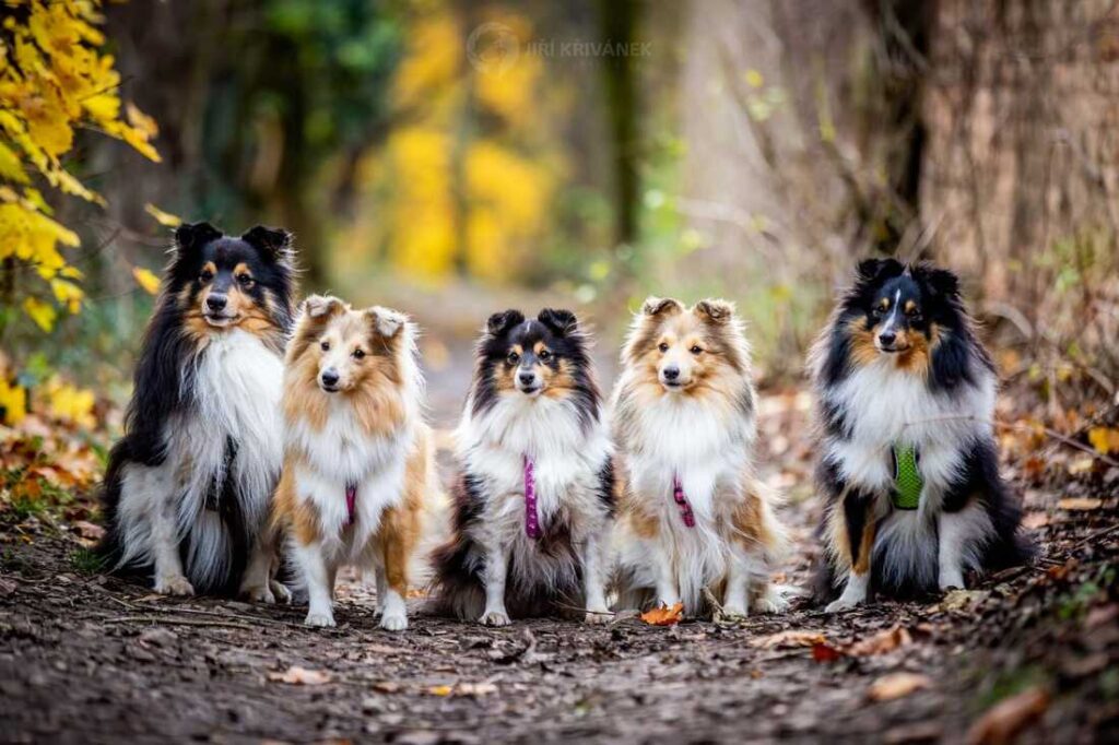 whatsapp image 2020 11 18 at 19 46 25 orig 1