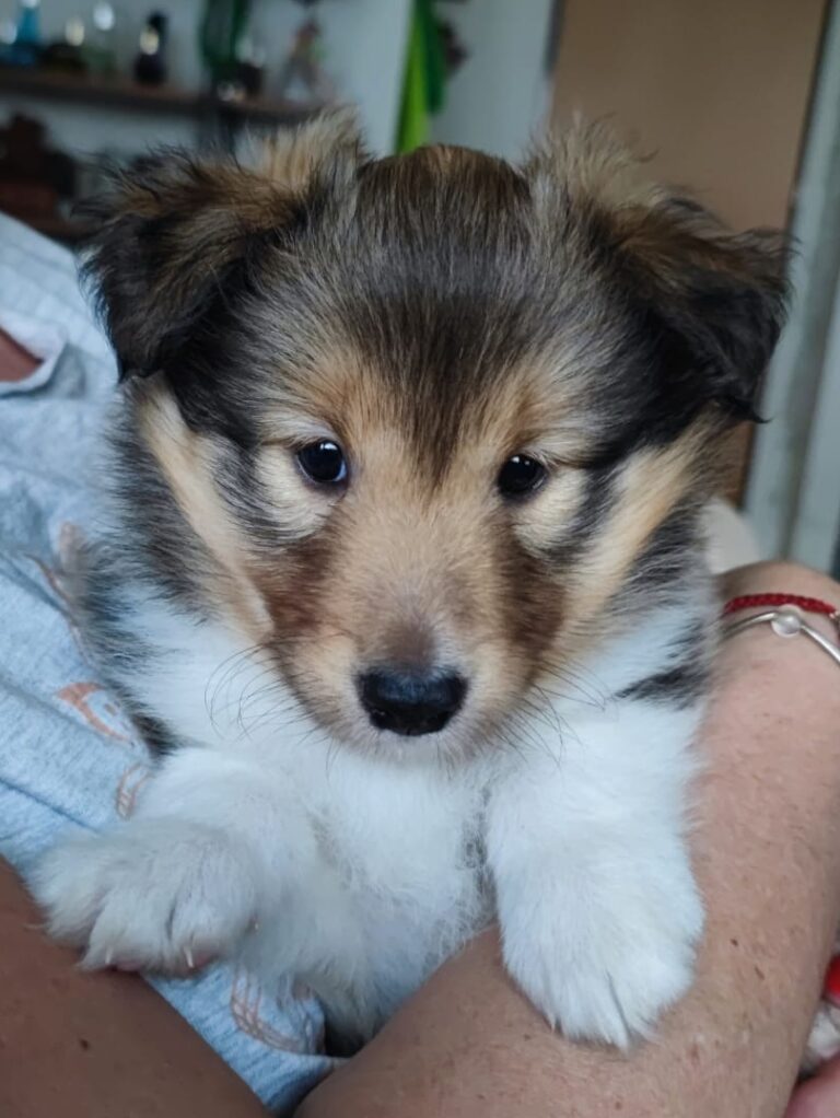 Genne Rose 1 e1681988021478