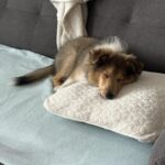 Genne může na gauč