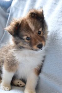 Hi, I´m Harlequin z Diouškova ráje