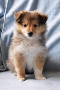 Hi, I´m Sheltie Too z Diouškova ráje